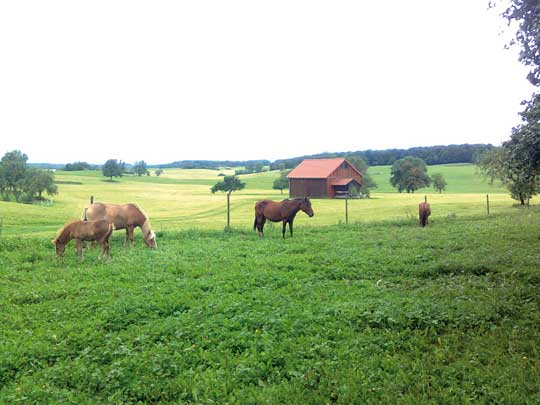 Tierschutz Pferde