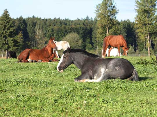 Tierschutz